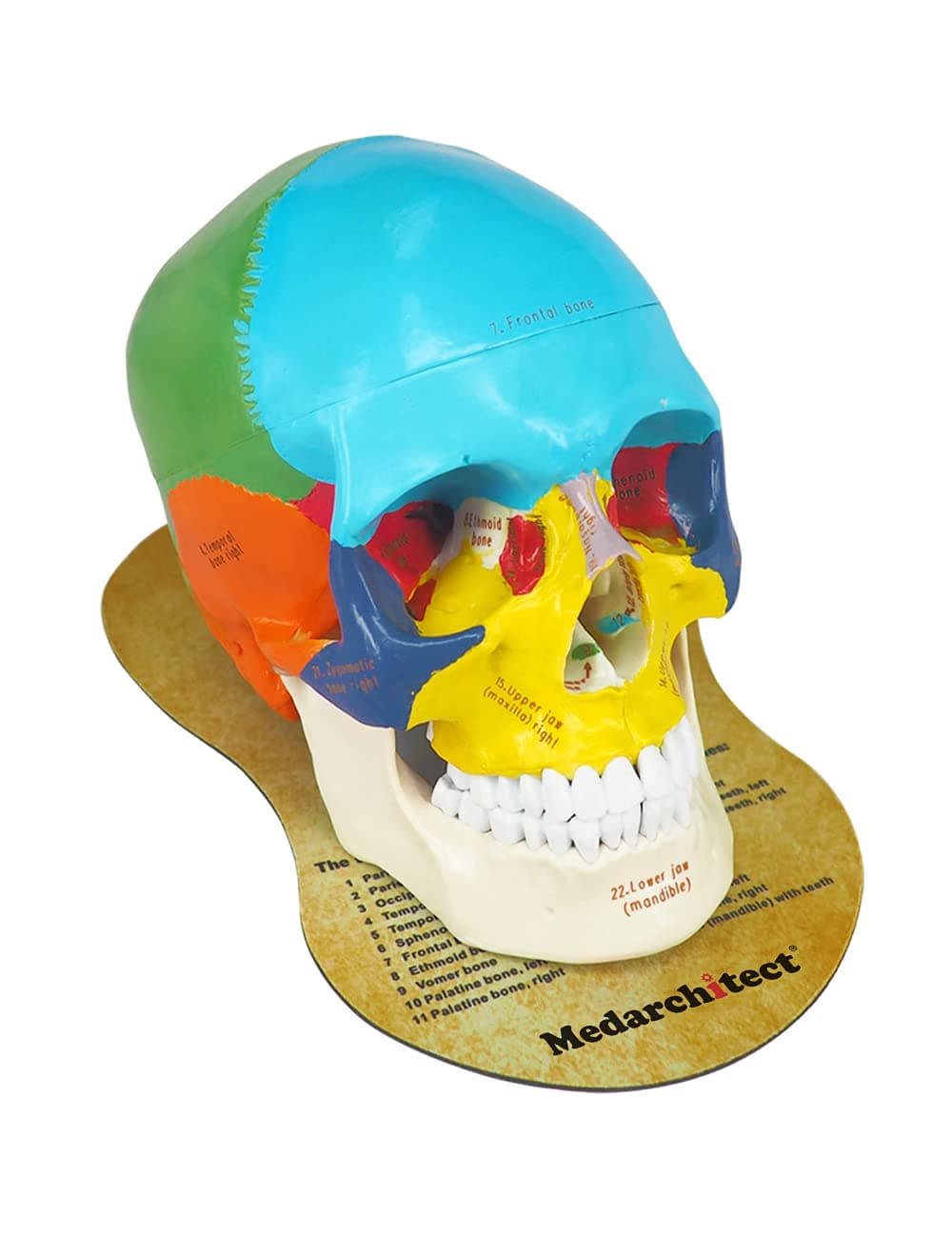 Upgraded Life Size Human Colored Head Skull Anatomical Model with Newest Laser-Etched Fonts and Skull Diagram Mouse Pad for Medical Student Human A...